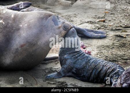 Madre e neonato elefante settentrionale sigillo legame subito dopo la nascita su una spiaggia in California. Foto Stock