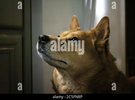 Bel cane con occhi marroni e folta pelliccia gazes verso l'alto in immagine di profilo ravvicinata. Foto Stock
