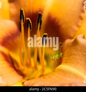 L'insetto Katydid con gli occhi grandi pulisce l'antenna in arancione brillante giorno fiore di giglio primo piano. Foto Stock