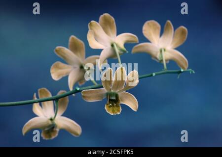 Orchidee su sfondo blu Foto Stock