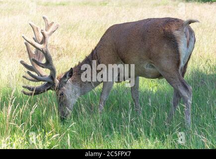 Cervi rossi Stag nel Bushy Park, Borough of Richmond upon Thames, Greater London, England, Regno Unito Foto Stock