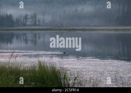 Beaver nuotare in acqua la mattina foggy Foto Stock