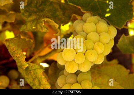 Grappolo di uva gialla su una vite Foto Stock