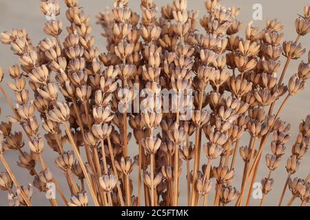 Vecchi fiori secchi di lavanda su sfondo grigio. Primo piano Foto Stock