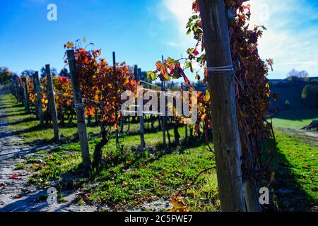 I vigneti delle Langhe piemontesi con i bei colori dell'autunno durante il periodo della vendemmia Foto Stock