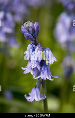 Bluebells (Bluebells spagnolo - Hyacinthoides hispanica) in fiore in primavera in un giardino, Inghilterra, Regno Unito Foto Stock