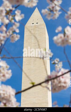 Primo piano della cima del Washington Monument in primavera circondato da / incorniciato da fiori di ciliegio bianco / sakura, Washington, D.C., Stati Uniti Foto Stock