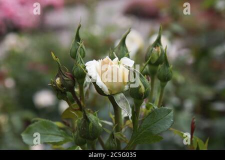 Rosa bianca in fiore tra boccioli di rosa chiusi. Simbolo di purezza. Foto Stock