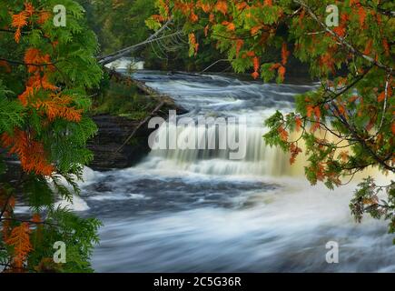 Tahquamenon Falls state Park MI / SEPT le delicate foglie del Northern White Cedar si impauriscono di una tinta autunnale e incorniciano la tomaia falls.brilf Foto Stock