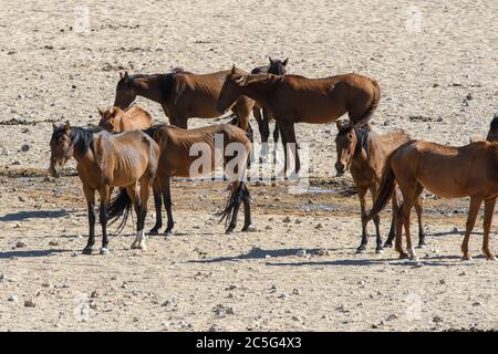 Cavalli selvaggi del deserto del Namib in Aus, Regione del Karas, Namibia Foto Stock