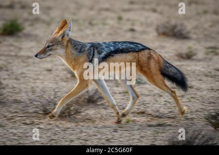 Jackal a strisce laterali (Canis adustus) a Kgalagadi, Sudafrica Foto Stock