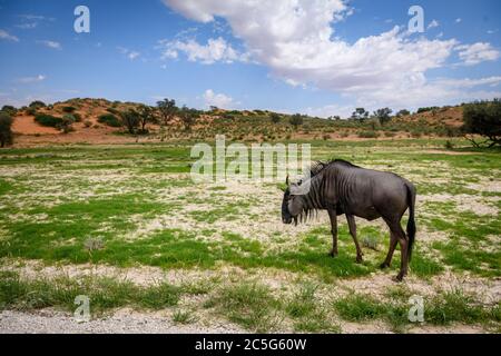 Blue Wildebeest (Connochaetes taurinus) a Kgalagadi, Sudafrica Foto Stock