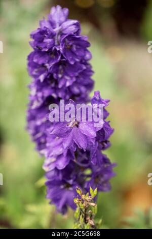 Candela larkspur (Delphinium elatum) in varietà Cavaliere Nero, in famiglia Ranunculaceae, nativo di climi montuosi. Foto Stock