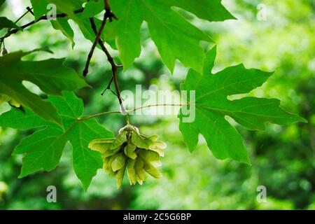 Primo piano di foglie e semi di acero verde, con luce solare che brilla attraverso e sfondo a fuoco morbido Foto Stock