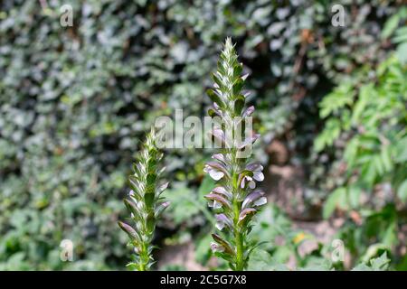 Acanthus mollis, conosciuto anche come braghe di orso, bacino di mare, piede di orso, pianta di ostriche o Wahrer Bärenklau Foto Stock