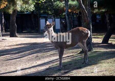 Giovani cervi nel parco Nara. Nara KPark è un grande parco nel centro di Nara ed è la posizione di molte delle principali attrazioni di Nara`s Foto Stock