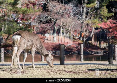 Cervi in autunno mattina al parco pubblico di Nara a Nara, Giappone Foto Stock