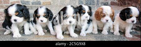 Wolfshain bei Leipzig, Germania. 23 Giugno 2020. Il re cavaliero Carlo Spaniel Felek, Mogli, Felix, Fitz, Fedik e Fay (l-r), di circa 6 settimane, sono allineati all'ingresso del loro allevatore Dagmar Döbel. I cuccioli dell'allevamento 'vom grauen Granit' sono già attesi dai loro futuri maestri e maestri. La riconosciuta razza inglese del cane deve il suo nome alle case reali dell'Inghilterra ed era particolarmente popolare là nel 16 ° secolo. Credit: Waltraud Gruchitzsch/dpa-Zentralbild/ZB/dpa/Alamy Live News Foto Stock