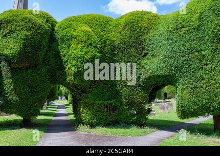 Sentieri attraverso alberi Yew in St Marys Churchyard alla luce del sole. Painswick, Cotswolds, Gloucestershire, Inghilterra Foto Stock