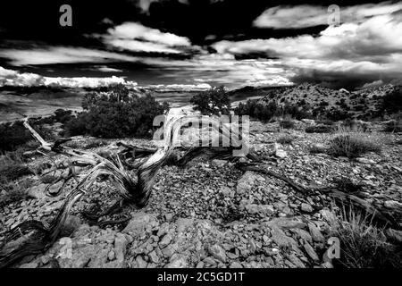 Un albero stagionato conduce l'occhio attraverso la valle di Owen e nel cielo infinito. Foto Stock