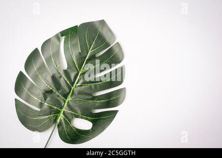 Foglie giganti di monstera isolate contro il bianco, spazio di copia per il testo Foto Stock