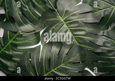Foglie giganti di monstera isolate contro il bianco, spazio di copia per il testo Foto Stock
