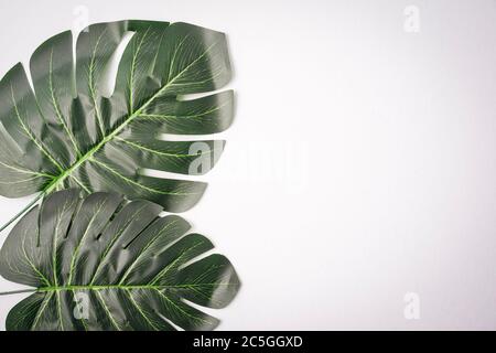 Foglie giganti di monstera isolate contro il bianco, spazio di copia per il testo Foto Stock