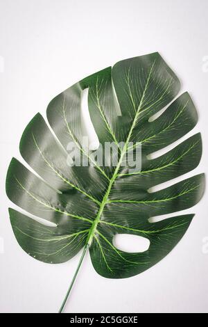 Foglie giganti di monstera isolate contro il bianco, spazio di copia per il testo Foto Stock