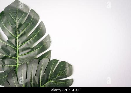 Foglie giganti di monstera isolate contro il bianco, spazio di copia per il testo Foto Stock