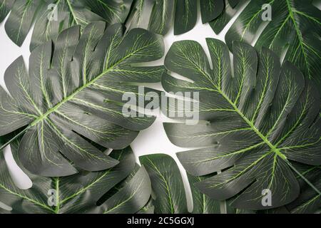 Foglie giganti di monstera isolate contro il bianco, spazio di copia per il testo Foto Stock