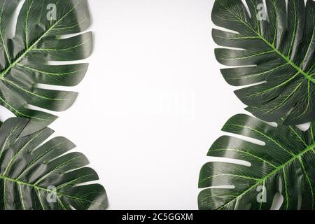 Foglie giganti di monstera isolate contro il bianco, spazio di copia per il testo Foto Stock