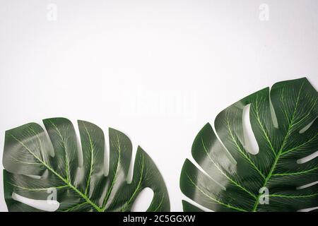 Foglie giganti di monstera isolate contro il bianco, spazio di copia per il testo Foto Stock
