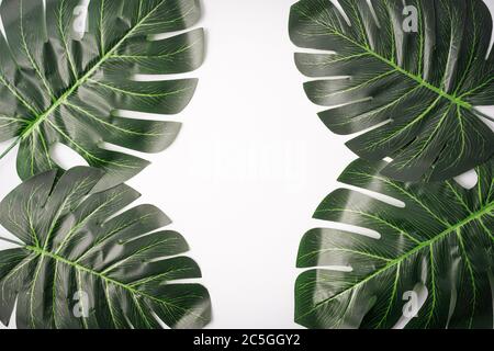 Foglie giganti di monstera isolate contro il bianco, spazio di copia per il testo Foto Stock