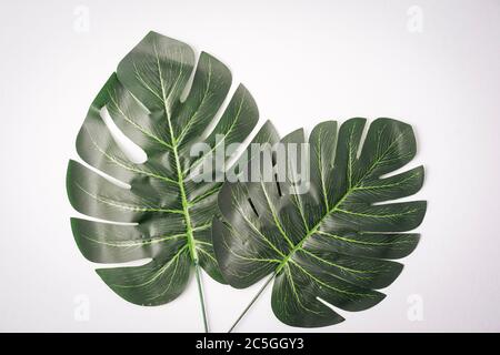 Foglie giganti di monstera isolate contro il bianco, spazio di copia per il testo Foto Stock
