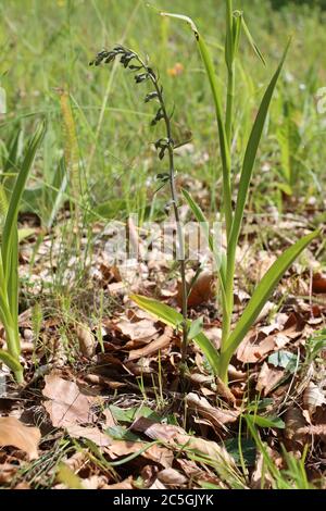 Epidots microfilla, Helleborina a piccolo foglio. Pianta selvatica sparata in estate. Foto Stock