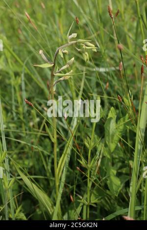 Epipelactis palustris, Marsh Helleborine. Pianta selvatica sparata in estate. Foto Stock