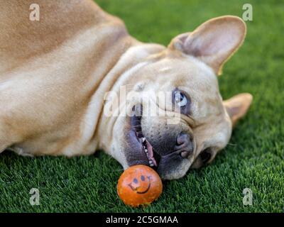 Occhi rotanti Frenchie Foto Stock