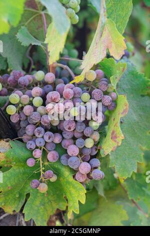 Uve di vino rosso sulla vite che si avvicina alla maturazione in veraison in Dry Creek Valley Sonoma County Wine Country California a fine estate Foto Stock