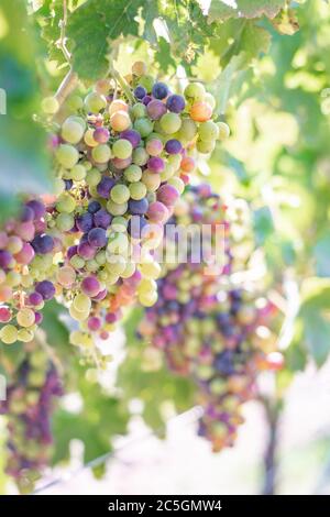 Uve di vino rosso sulla vite che si avvicina alla maturazione in veraison in Dry Creek Valley Sonoma County Wine Country California a fine estate Foto Stock