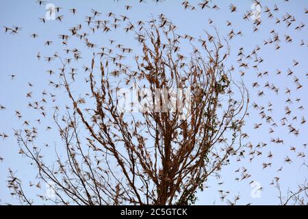 (200703) -- PECHINO, 3 luglio 2020 (Xinhua) -- sciami di locuste sono visti alla periferia di Sukkur, Pakistan meridionale, 1 luglio 2020. (Str/Xinhua) Foto Stock