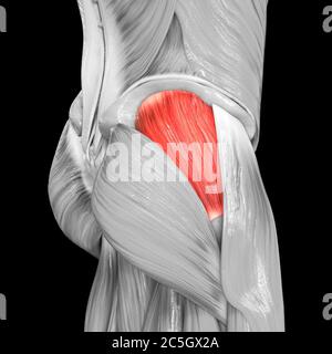 Apparato muscolare umano muscoli delle gambe Gluteus Medius Anatomia muscolare Foto Stock