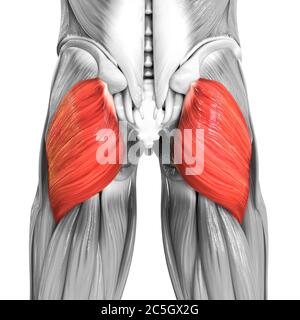 Apparato muscolare umano muscoli delle gambe Gluteus Maximus Anatomia muscolare Foto Stock