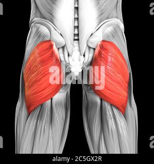 Apparato muscolare umano muscoli delle gambe Gluteus Maximus Anatomia muscolare Foto Stock