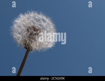 Primo piano di un orologio di dente di leone in cielo blu Foto Stock