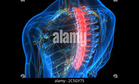 Colonna vertebrale del midollo spinale vertebre toraciche dell'anatomia del sistema scheletrico umano Foto Stock