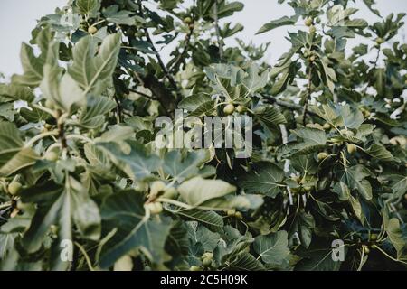 Frutti verdi giovani di fichi sul ramo del fico con foglie verdi grandi e ramificazioni sfocate in primo piano, il tutto in colori muti Foto Stock