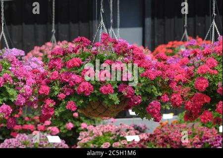 Pelargonie Pelargonium peltatum Nealit migliorato Foto Stock