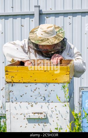 Un apicoltore estrae una cornice con nidi d'ape dall'alveare. Ispezione delle api nell'apiario. Preparazione per la raccolta del miele in una giornata estiva soleggiata Foto Stock