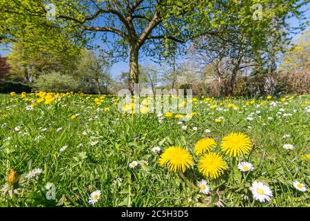 Idilliaco prato di fiori con dandelioni e margherite in primavera Foto Stock