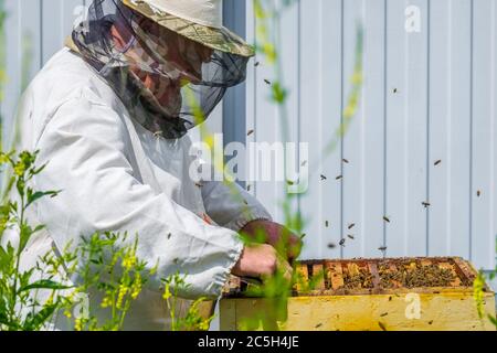 Un apicoltore estrae una cornice con nidi d'ape dall'alveare. Ispezione delle api nell'apiario. Preparazione per la raccolta del miele in una giornata estiva soleggiata Foto Stock